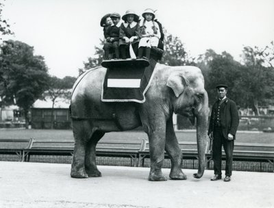 A female Indian Elephant 